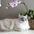 Senior Cat Insurance: Ensuring Peace of Mind for Pet Owners