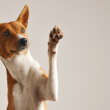 Hidden Pet Costs to Know Before You Adopt