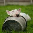 Choosing A Dog For Your Family: Rescue, Adoption, Or Purchase