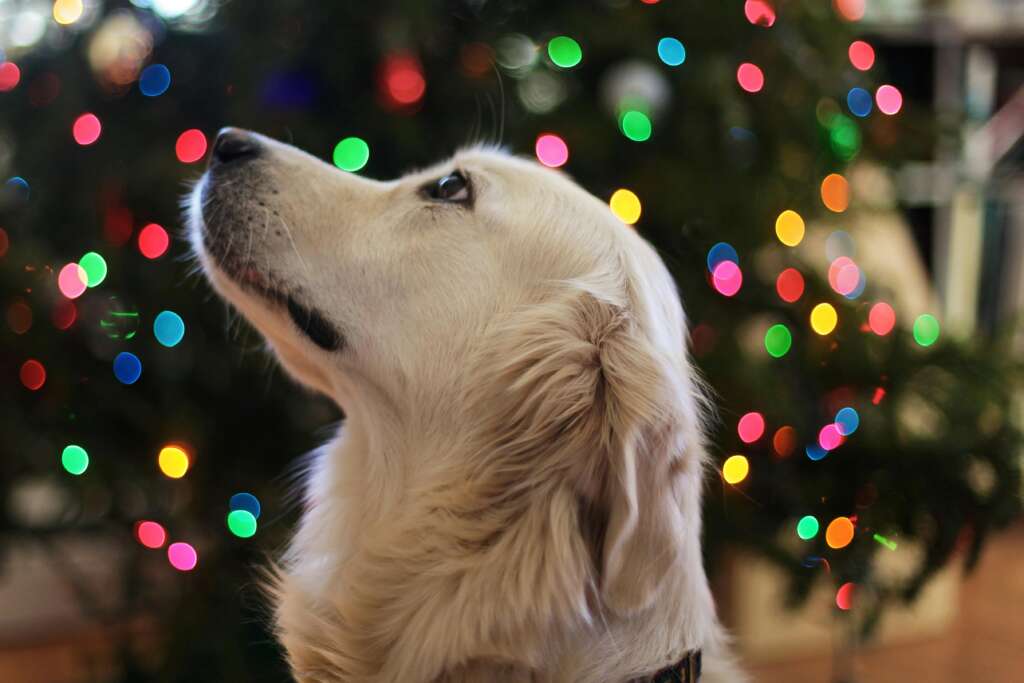 Could You Take Your Dog Christmas Shopping?