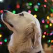 Could You Take Your Dog Christmas Shopping?