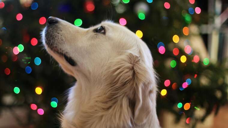 Could You Take Your Dog Christmas Shopping?
