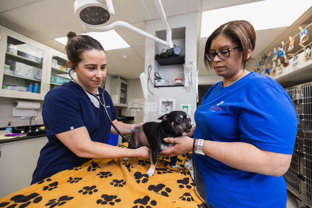 Veterinary Care Services Tailored To Your Pet's Needs
