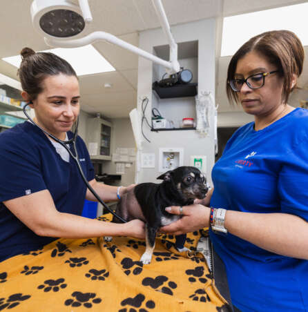Veterinary Care Services Tailored To Your Pet's Needs