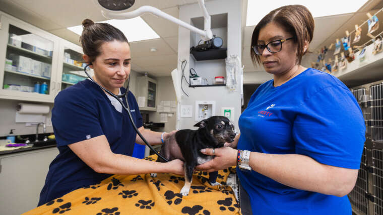 Veterinary Care Services Tailored To Your Pet's Needs