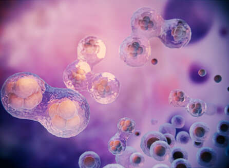 stem cells