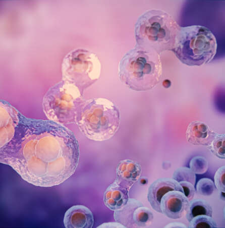 stem cells